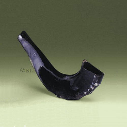 Shofar - 13" Medium Length