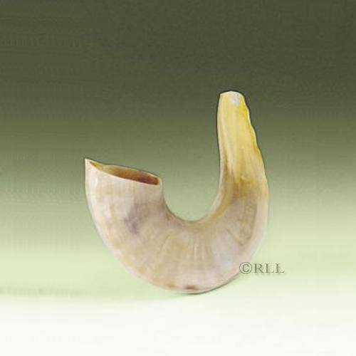 Small Shofar - 11"