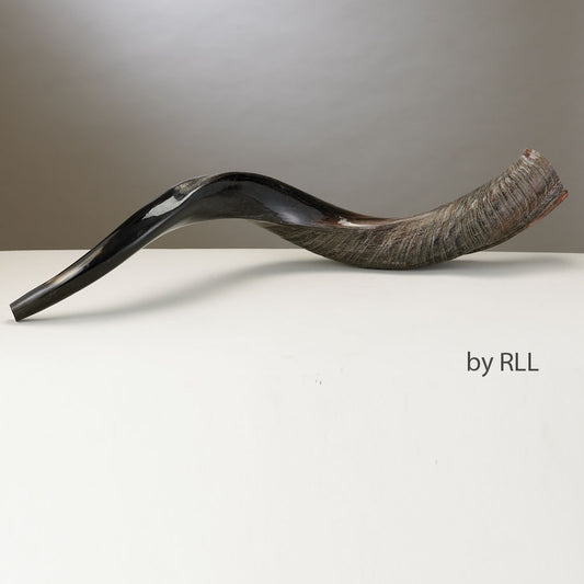 Yemenite Shofar-Approx 75 CM